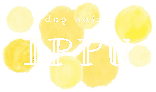 dog salon IPPU